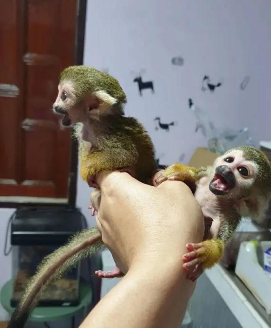 Adorable Squirrel Monkeys for Sale