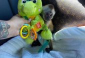 Capuchin Monkey