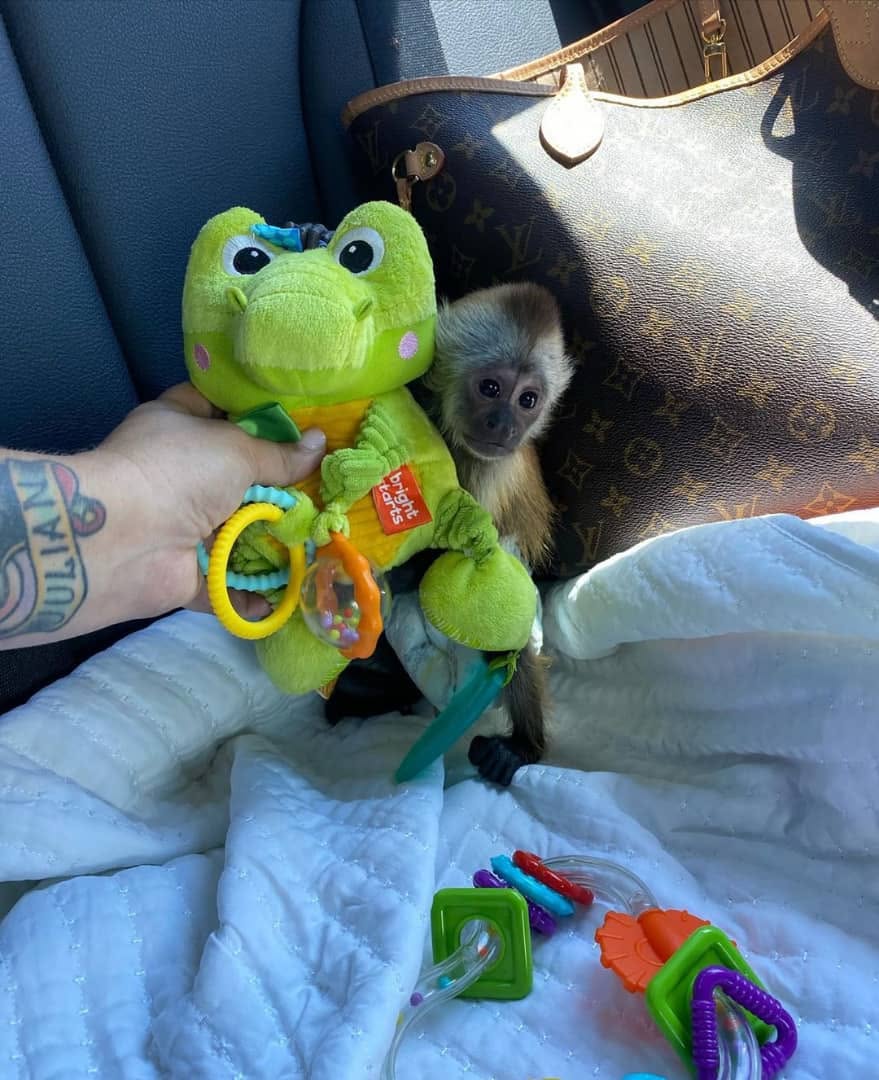 Capuchin Monkey