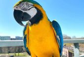 🦜🌈 Magnificent Macaw Parrots for Sale 🌈🦜
