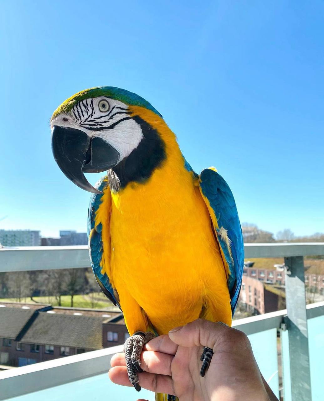 🦜🌈 Magnificent Macaw Parrots for Sale 🌈🦜