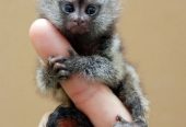 Marmosets babies available