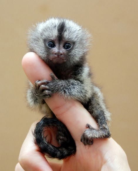 Marmosets babies available