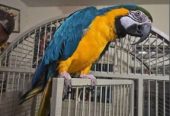 🦜🌈 Magnificent Macaw Parrots for Sale 🌈🦜