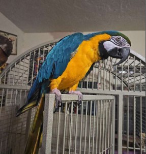🦜🌈 Magnificent Macaw Parrots for Sale 🌈🦜