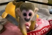 Adorable Squirrel Monkeys for Sale