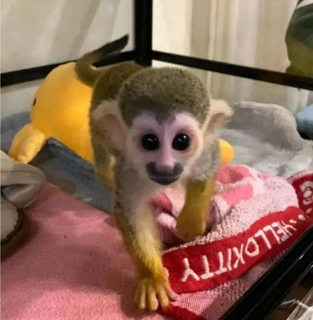 Adorable Squirrel Monkeys for Sale