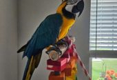 🦜🌈 Magnificent Macaw Parrots for Sale 🌈🦜