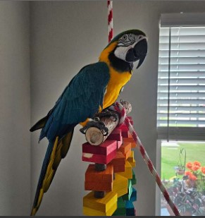 🦜🌈 Magnificent Macaw Parrots for Sale 🌈🦜