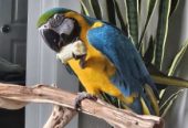 🦜🌈 Magnificent Macaw Parrots for Sale 🌈🦜