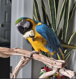 🦜🌈 Magnificent Macaw Parrots for Sale 🌈🦜