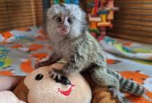 Marmosets babies available