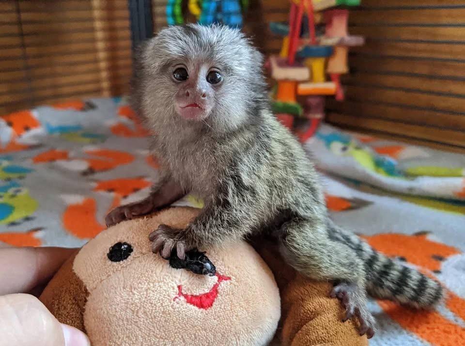 Marmosets babies available
