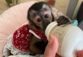Capuchin Monkey