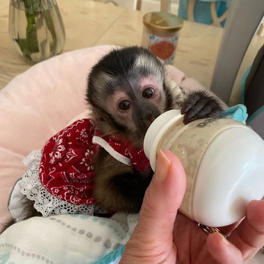 Capuchin Monkey