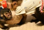 Capuchin Monkey