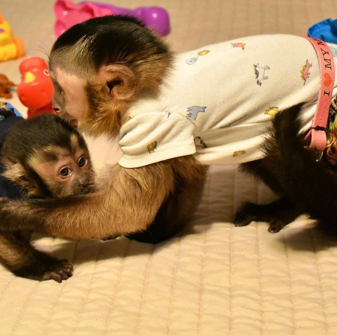 Capuchin Monkey
