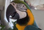 🦜🌈 Magnificent Macaw Parrots for Sale 🌈🦜