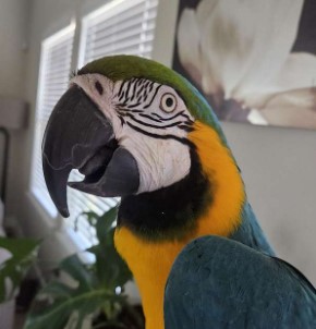 🦜🌈 Magnificent Macaw Parrots for Sale 🌈🦜