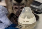 Capuchin Monkey