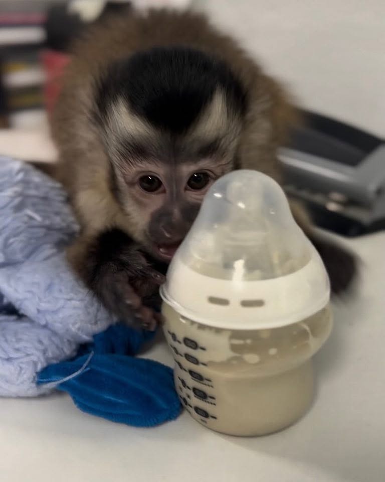 Capuchin Monkey