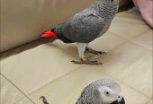 Beautiful African Grey Parrots for Sale
