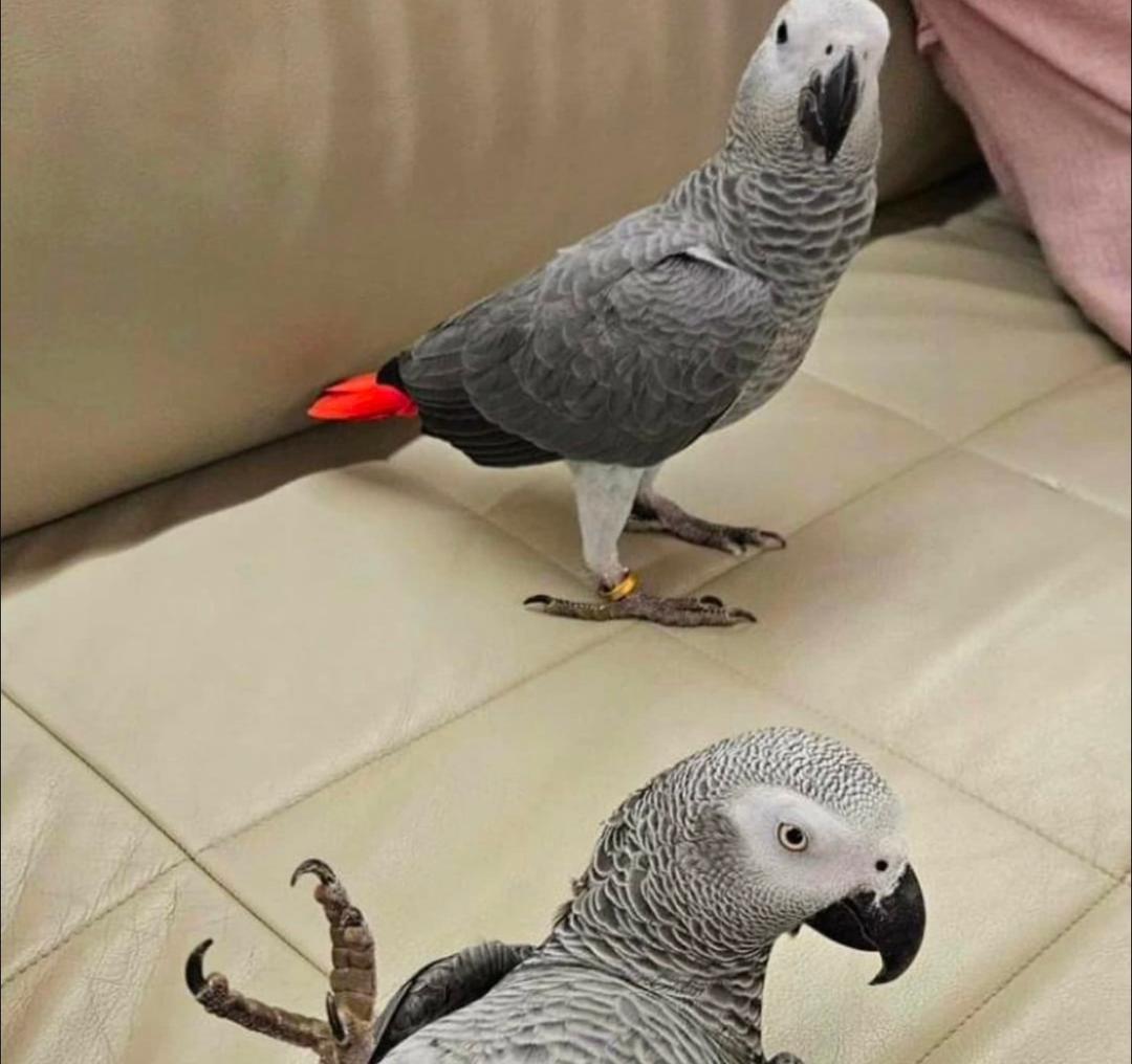 Beautiful African Grey Parrots for Sale