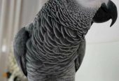 Beautiful African Grey Parrots for Sale