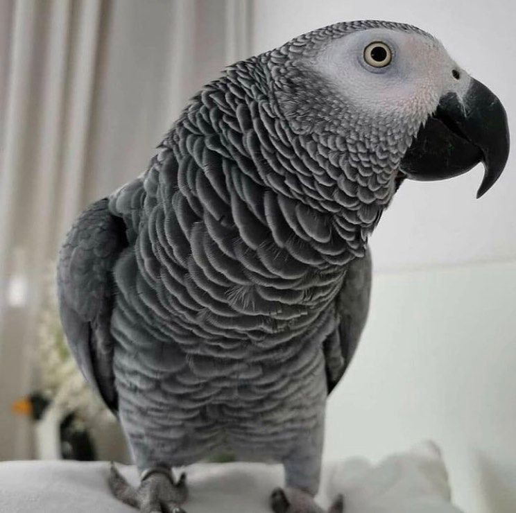 Beautiful African Grey Parrots for Sale