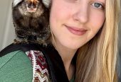 Marmosets babies available