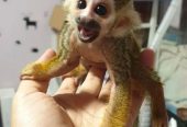 Adorable Squirrel Monkeys for Sale