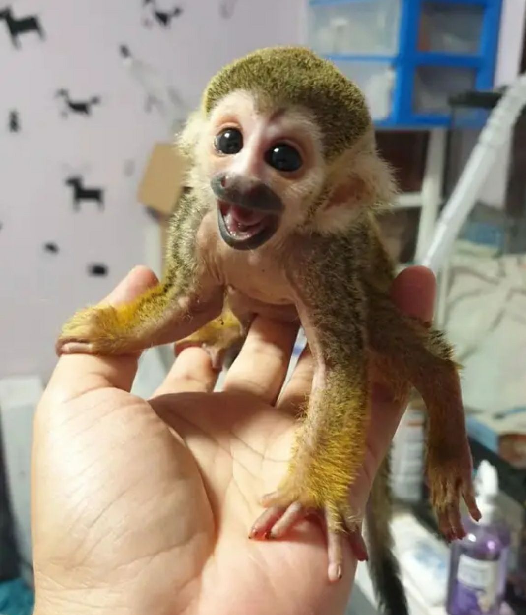 Adorable Squirrel Monkeys for Sale