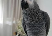 Beautiful African Grey Parrots for Sale
