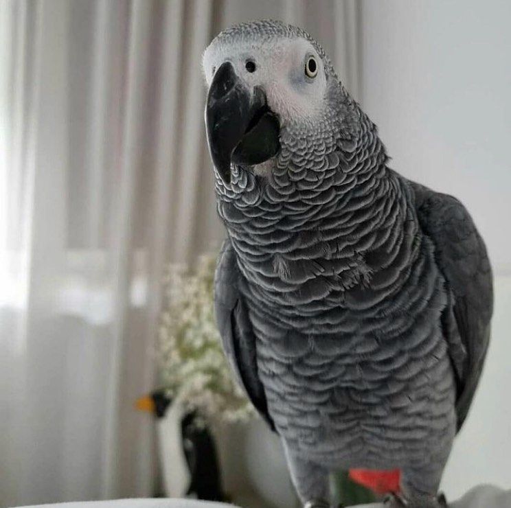 Beautiful African Grey Parrots for Sale