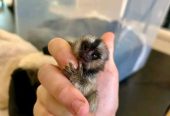 Marmosets babies available