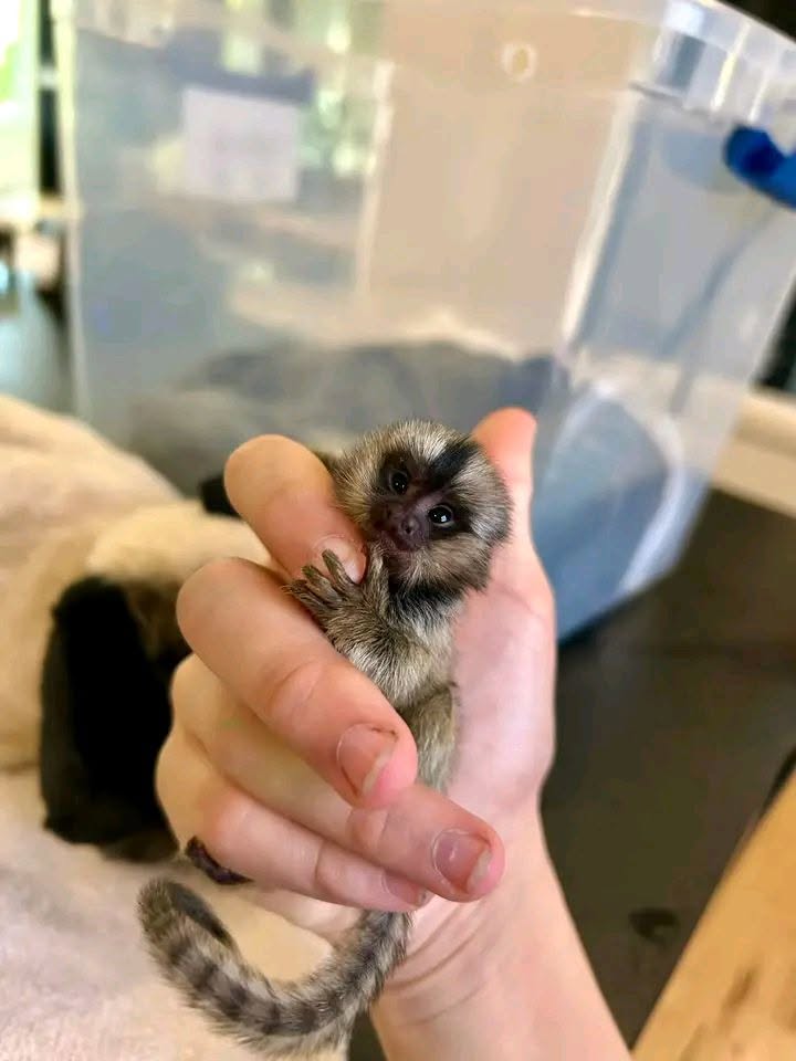 Marmosets babies available