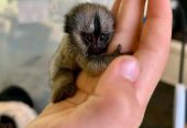 Marmosets babies available