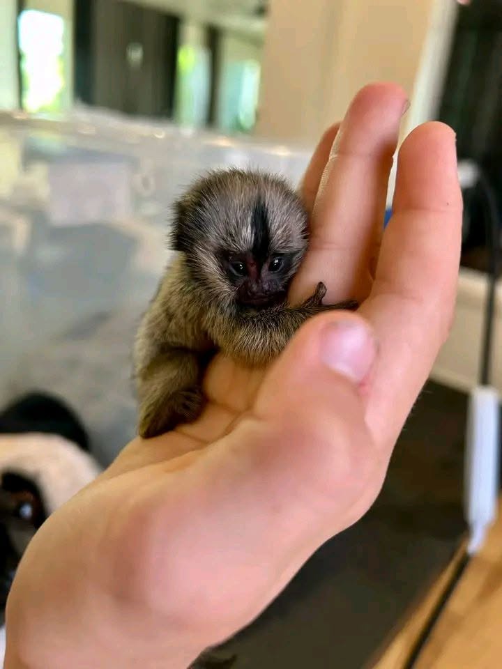 Marmosets babies available