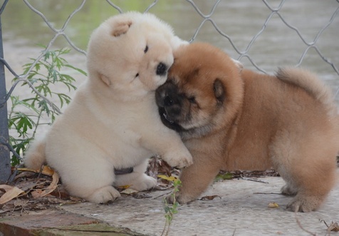 Kc Chow Chow Puppies…whatsapp me at: +44 7453 907158  