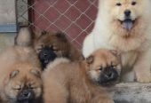 Kc Chow Chow Puppies…whatsapp me at: +44 7453 907158  