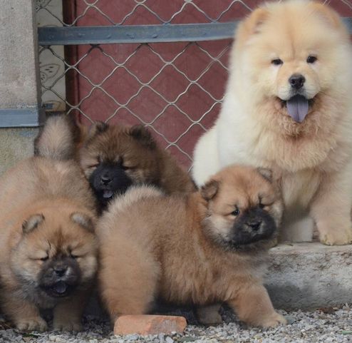 Kc Chow Chow Puppies…whatsapp me at: +44 7453 907158  