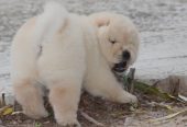Kc Chow Chow Puppies…whatsapp me at: +44 7453 907158  