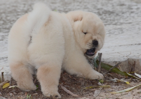Kc Chow Chow Puppies…whatsapp me at: +44 7453 907158  