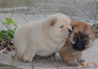Chow-Chow-puppies-55