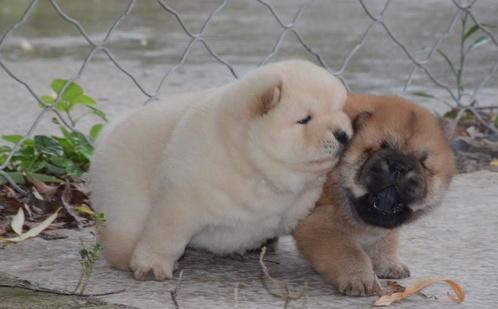 Kc Chow Chow Puppies…whatsapp me at: +44 7453 907158  