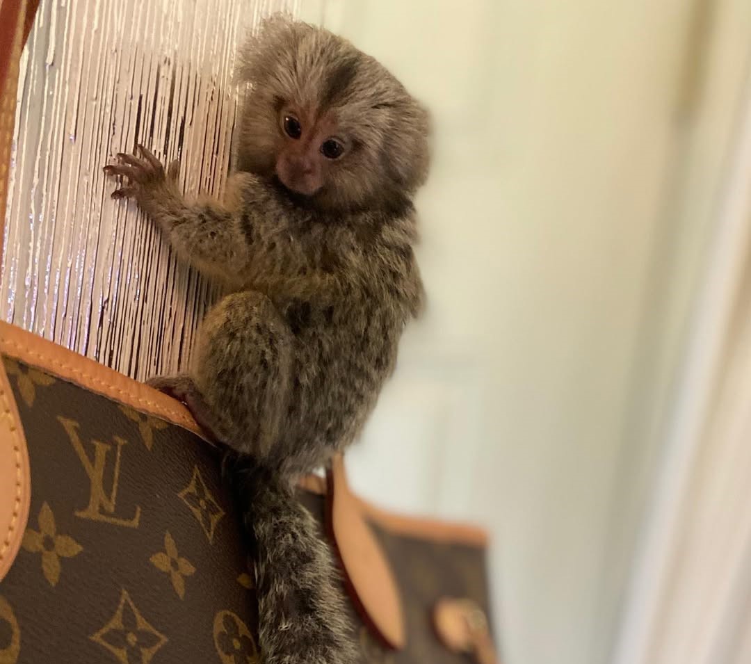 marmoset monkeys for sale