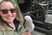 Super African Grey Parrots