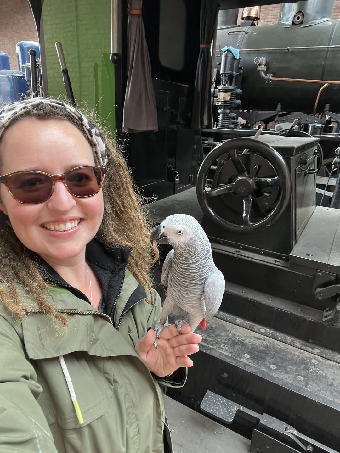 Super African Grey Parrots