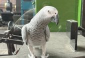 Super African Grey Parrots