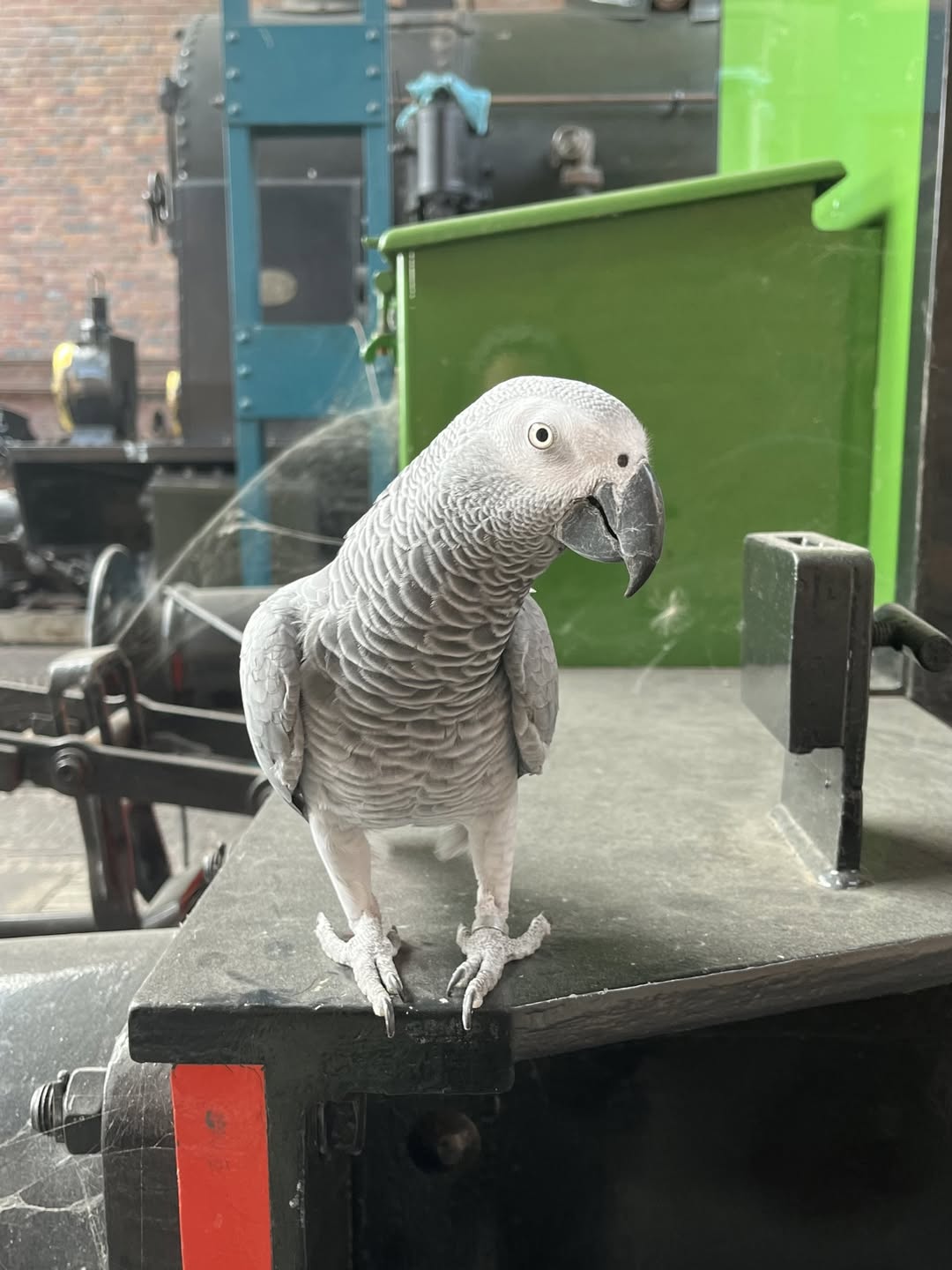 Super African Grey Parrots